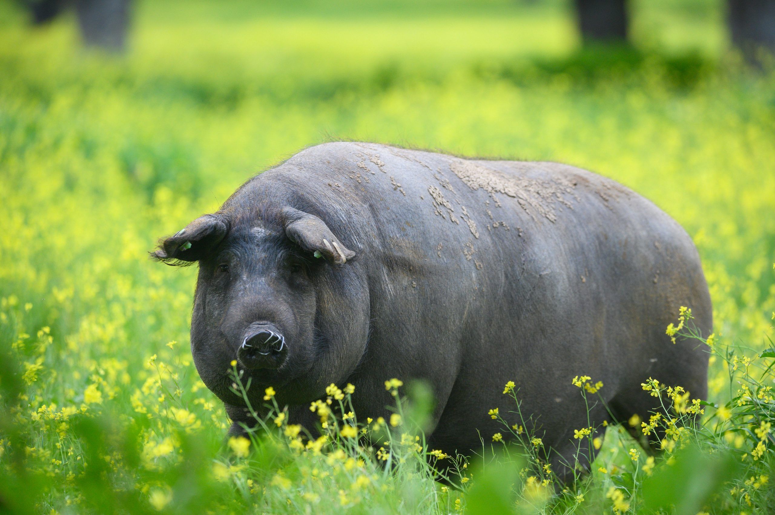 Señorío de Montanera Iberian Pigs