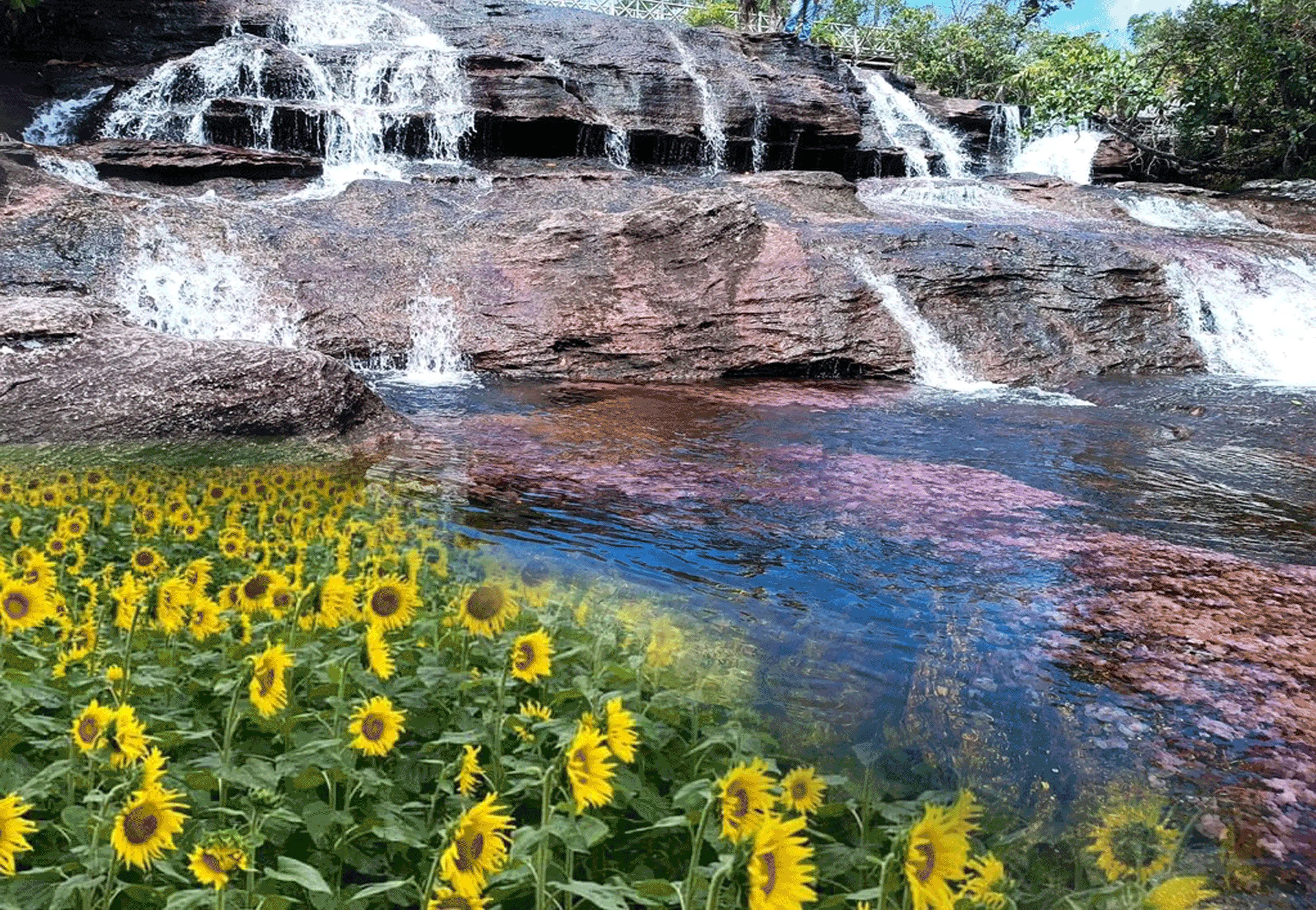 Un Viaje entre Cascadas y Girasoles Bibiana Gozzard-Franco The Ambassadors Sections Un Viaje entre Cascadas y Girasoles<br />Bibiana Gozzard-Franco<br />The Ambassadors Sections