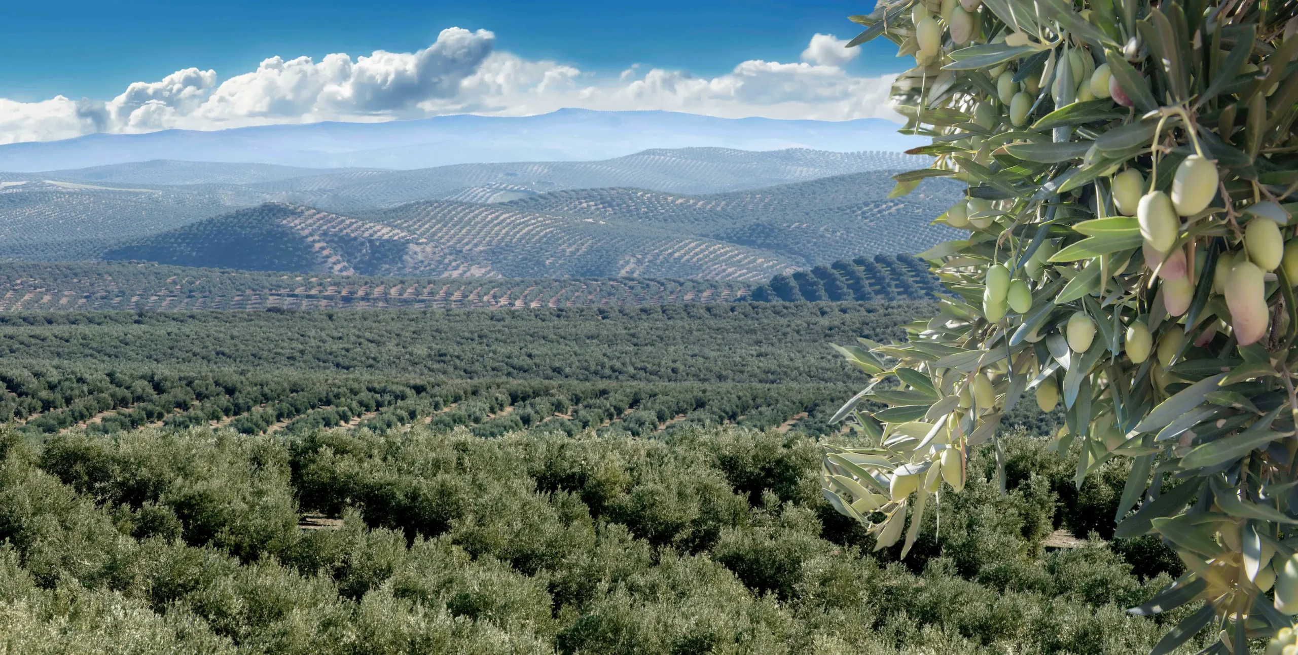 Jaén, Golden Earth - The Ambassadors Sections