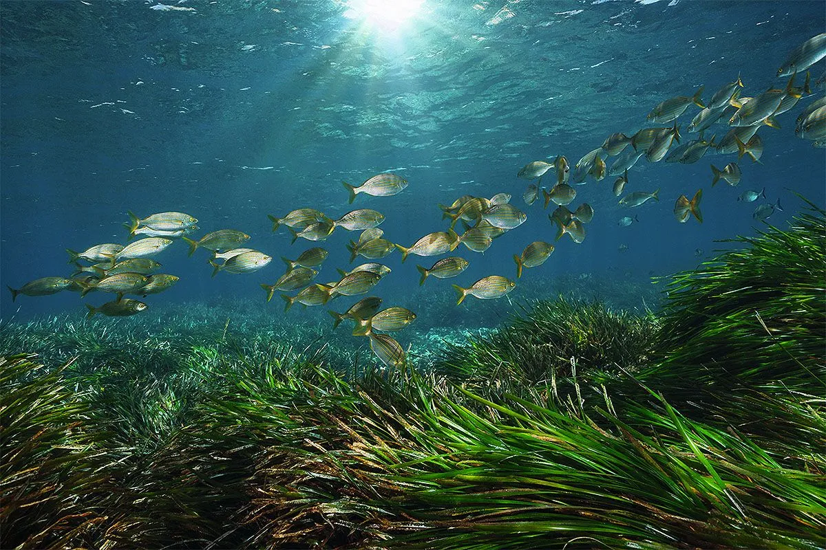 Formentera, Balearic Islands Sustainable Excellence Óscar Portas Juan, Presidente del Consell Insular de Formentera The Ambassadors Sections https://nasta-one.com/the-ambassadors-sections/
