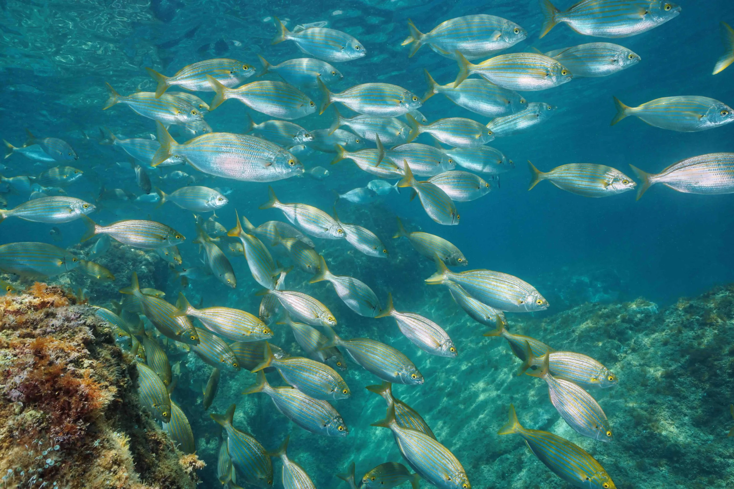 Formentera, Balearic Islands Sustainable Excellence<br />Óscar Portas Juan,<br />Presidente del Consell Insular de Formentera<br />The Ambassadors Sections<br /> https://nasta-one.com/the-ambassadors-sections/ 