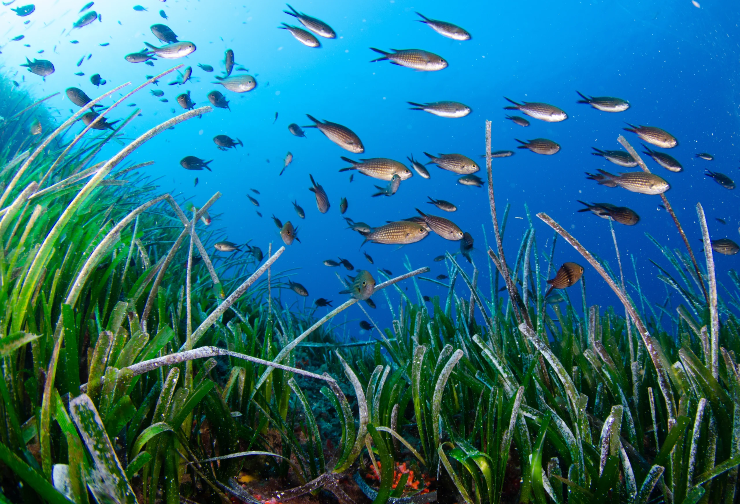 Formentera, Balearic Islands Sustainable Excellence Óscar Portas Juan, Presidente del Consell Insular de Formentera The Ambassadors Sections  https://nasta-one.com/the-ambassadors-sections/