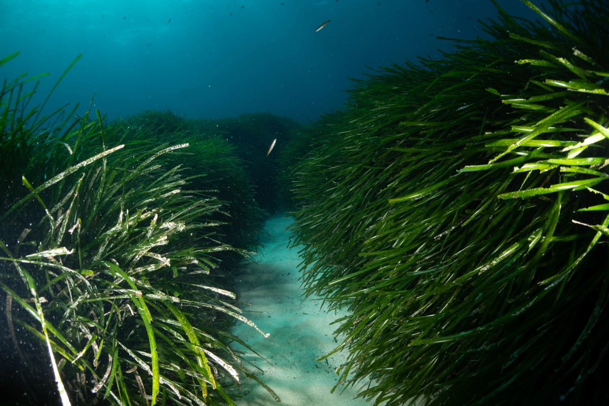 Formentera, Balearic Islands Sustainable Excellence<br />Óscar Portas Juan,<br />Presidente del Consell Insular de Formentera<br />The Ambassadors Sections<br />https://nasta-one.com/the-ambassadors-sections/ 