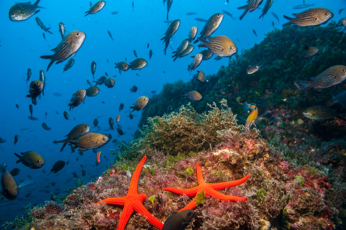 Formentera, Balearic Islands Sustainable Excellence<br />Óscar Portas Juan,<br />Presidente del Consell Insular de Formentera<br />The Ambassadors Sections<br /> https://nasta-one.com/the-ambassadors-sections/ 