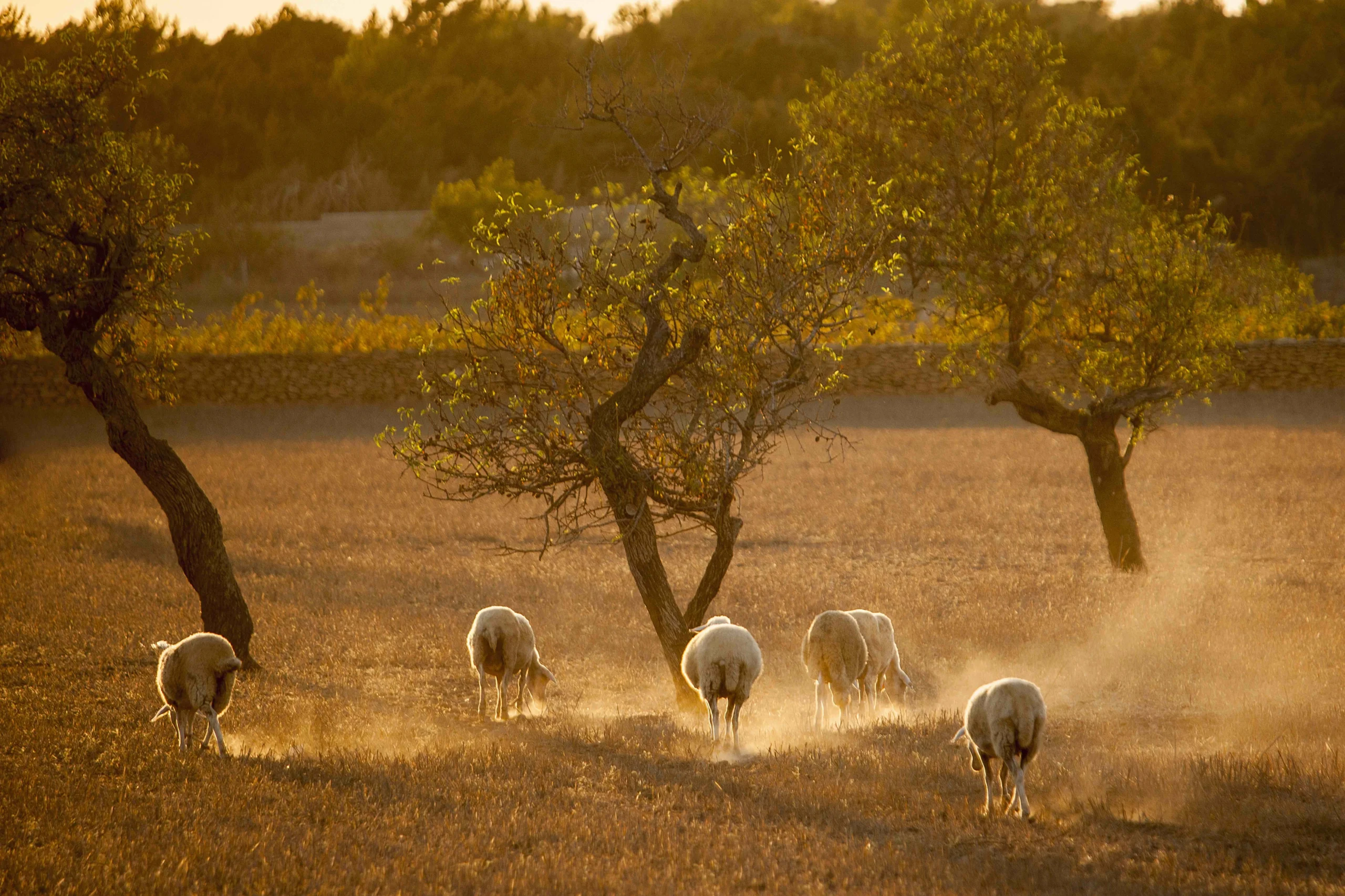 Formentera, Balearic Islands Sustainable Excellence<br />Óscar Portas Juan,<br />Presidente del Consell Insular de Formentera<br />The Ambassadors Sections<br /> https://nasta-one.com/the-ambassadors-sections/ 
