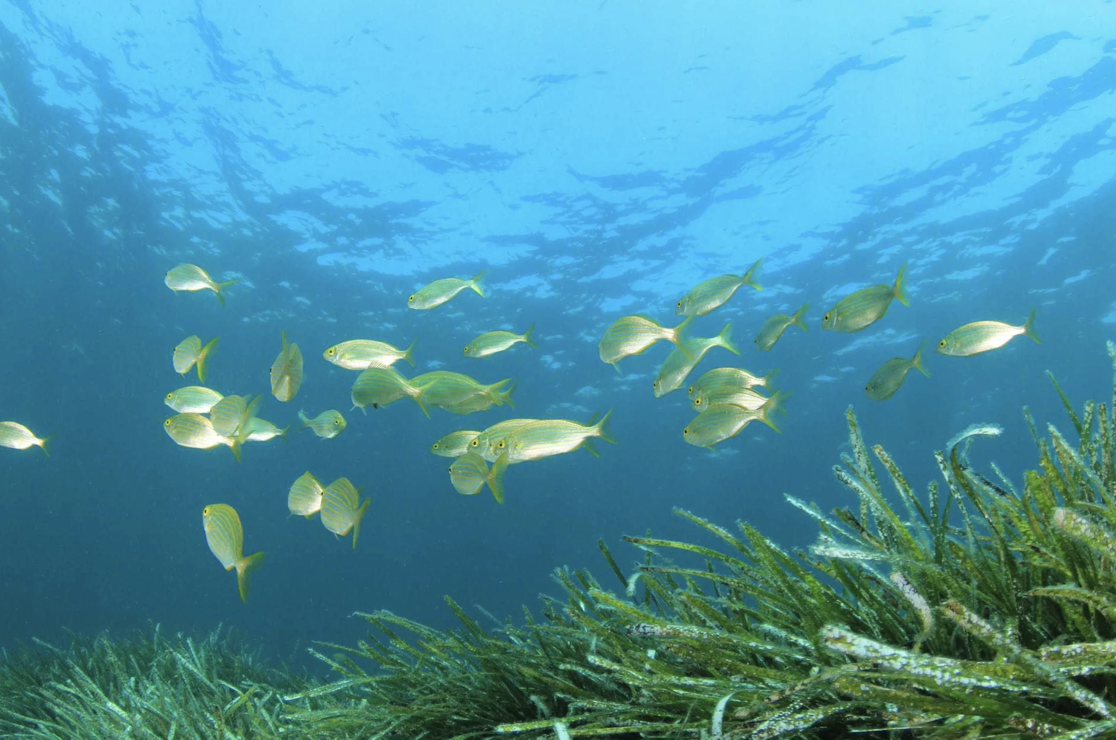Formentera, Balearic Islands Sustainable Excellence<br />Óscar Portas Juan,<br />Presidente del Consell Insular de Formentera<br />The Ambassadors Sections<br /> https://nasta-one.com/the-ambassadors-sections/