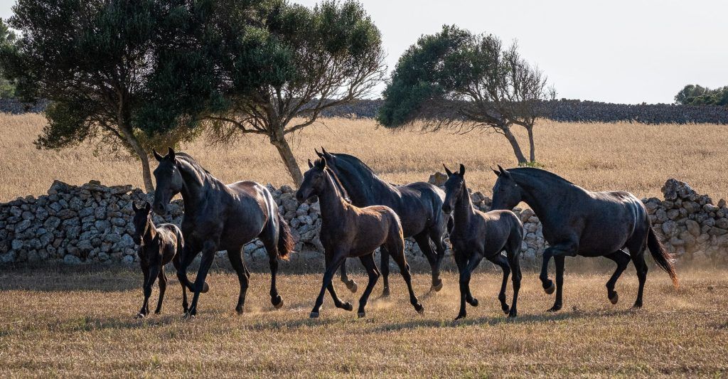 Tolo Mercadal, Presidente de la Asociación de Criadores y  Propietarios de Caballos de Raza Menorquina - The Ambassadors Sections<br />https://nasta-one.com/the-ambassadors-sections/ 