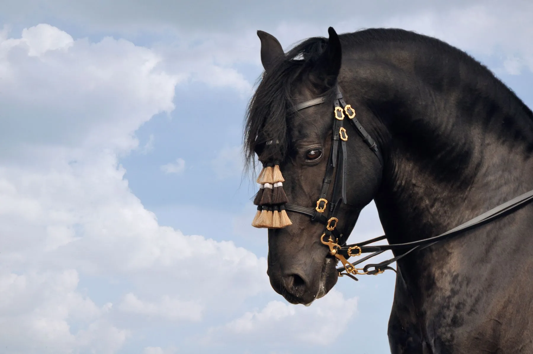 Tolo Mercadal, Presidente de la Asociación de Criadores y  Propietarios de Caballos de Raza Menorquina - The Ambassadors Sections<br />https://nasta-one.com/the-ambassadors-sections/ 