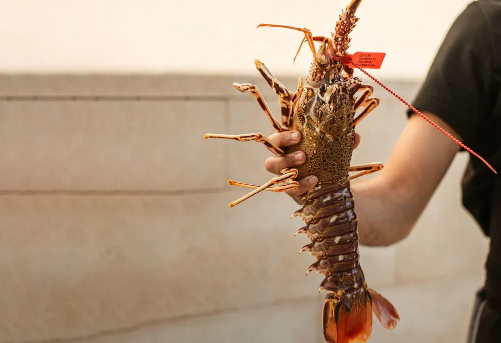 Formentera, Balearic Islands Sustainable Excellence Óscar Portas Juan, Presidente del Consell Insular de Formentera The Ambassadors Sections  https://nasta-one.com/the-ambassadors-sections/