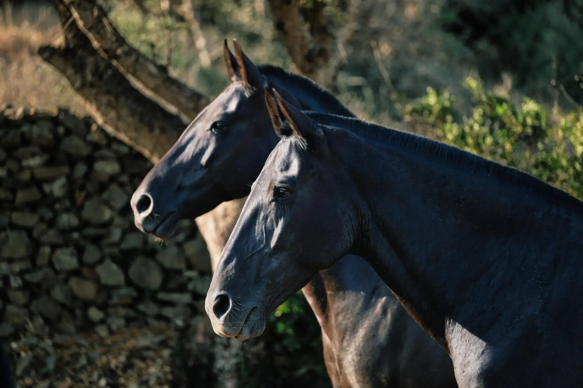 Tolo Mercadal, Presidente de la Asociación de Criadores y  Propietarios de Caballos de Raza Menorquina - The Ambassadors Sections<br />https://nasta-one.com/the-ambassadors-sections/ 